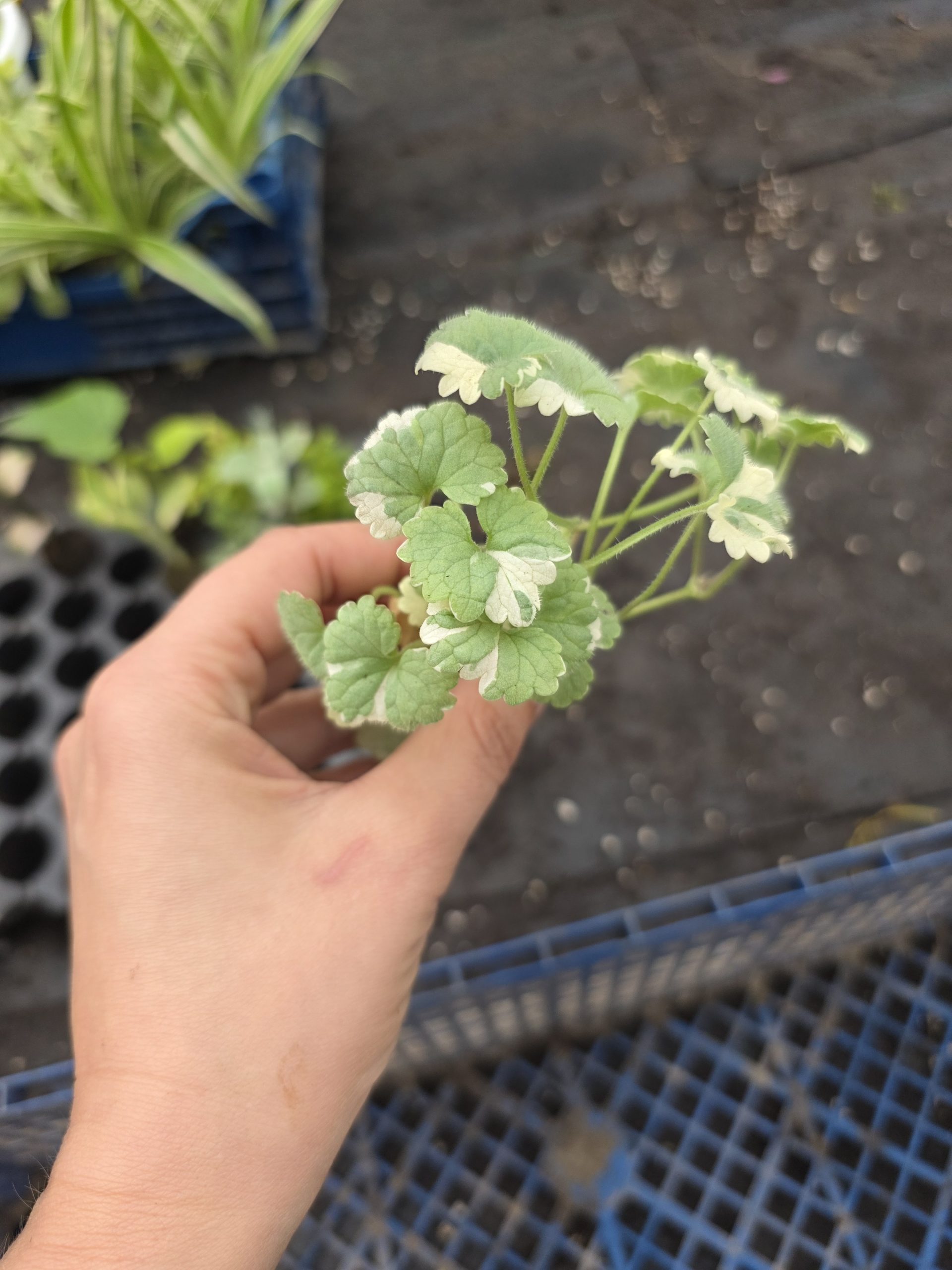 Дипладенія і не тільки. Набір з 11 вкорінених черенків - Зображення 6