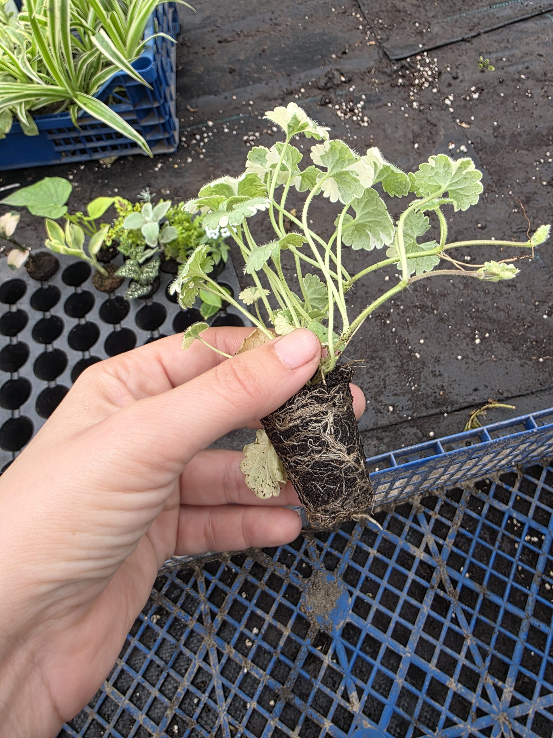 Дипладенія і не тільки. Набір з 11 вкорінених черенків - Зображення 5