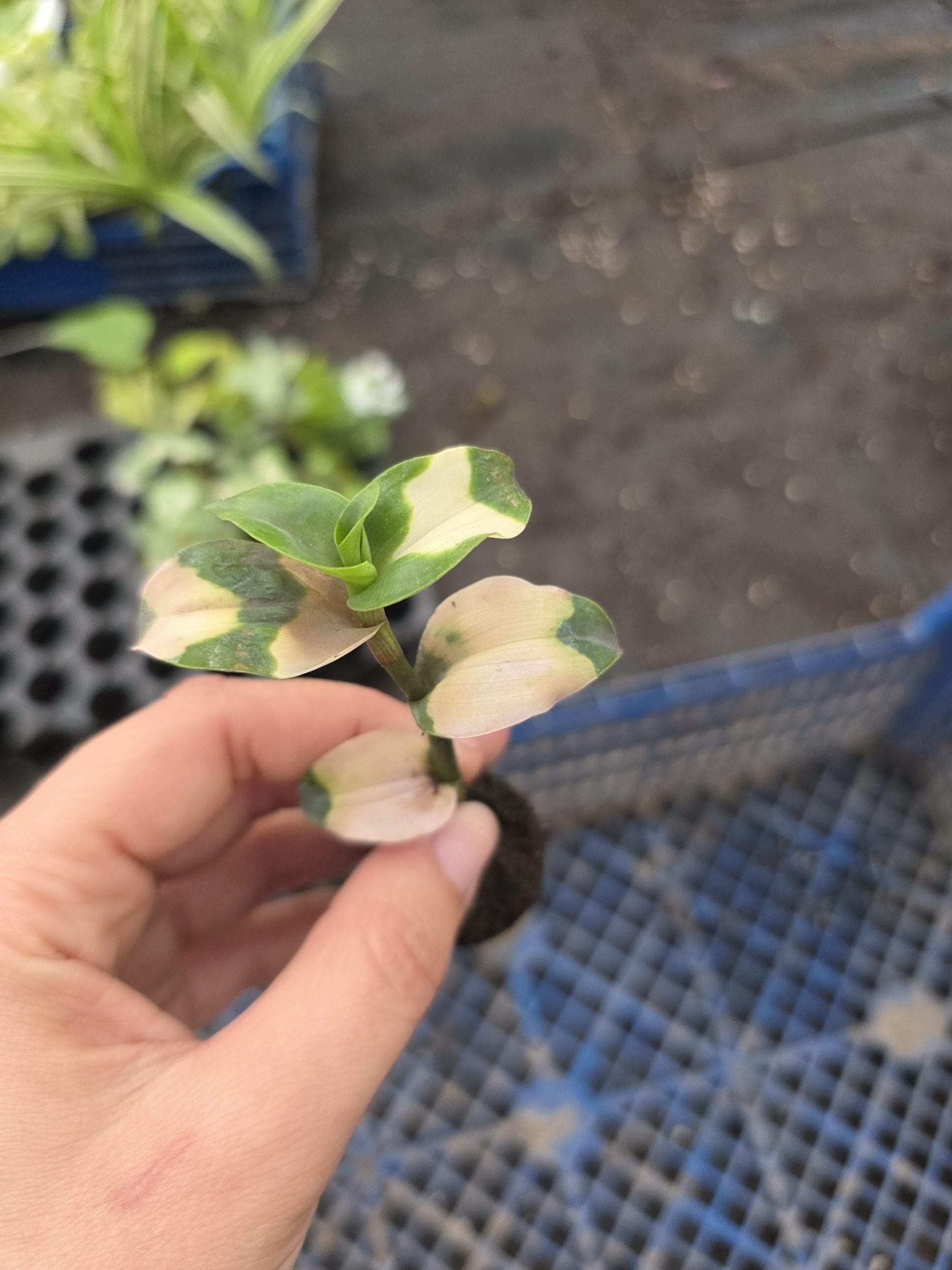 Дипладенія і не тільки. Набір з 11 вкорінених черенків - Зображення 4