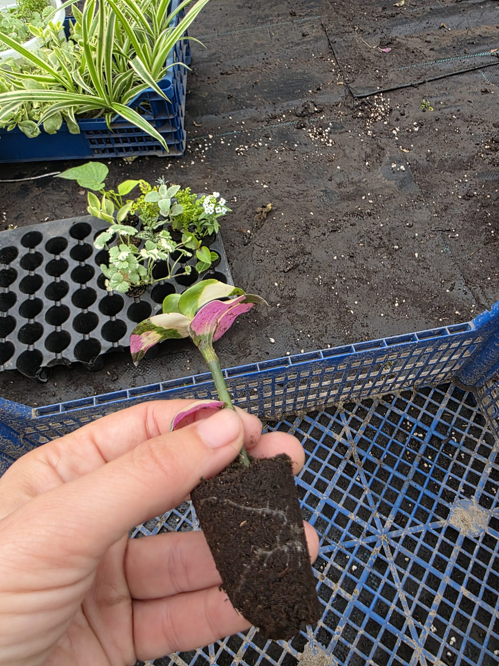 Дипладенія і не тільки. Набір з 11 вкорінених черенків - Зображення 3