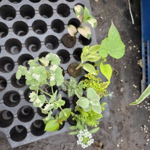 Дипладенія і не тільки. Набір з 11 вкорінених черенків