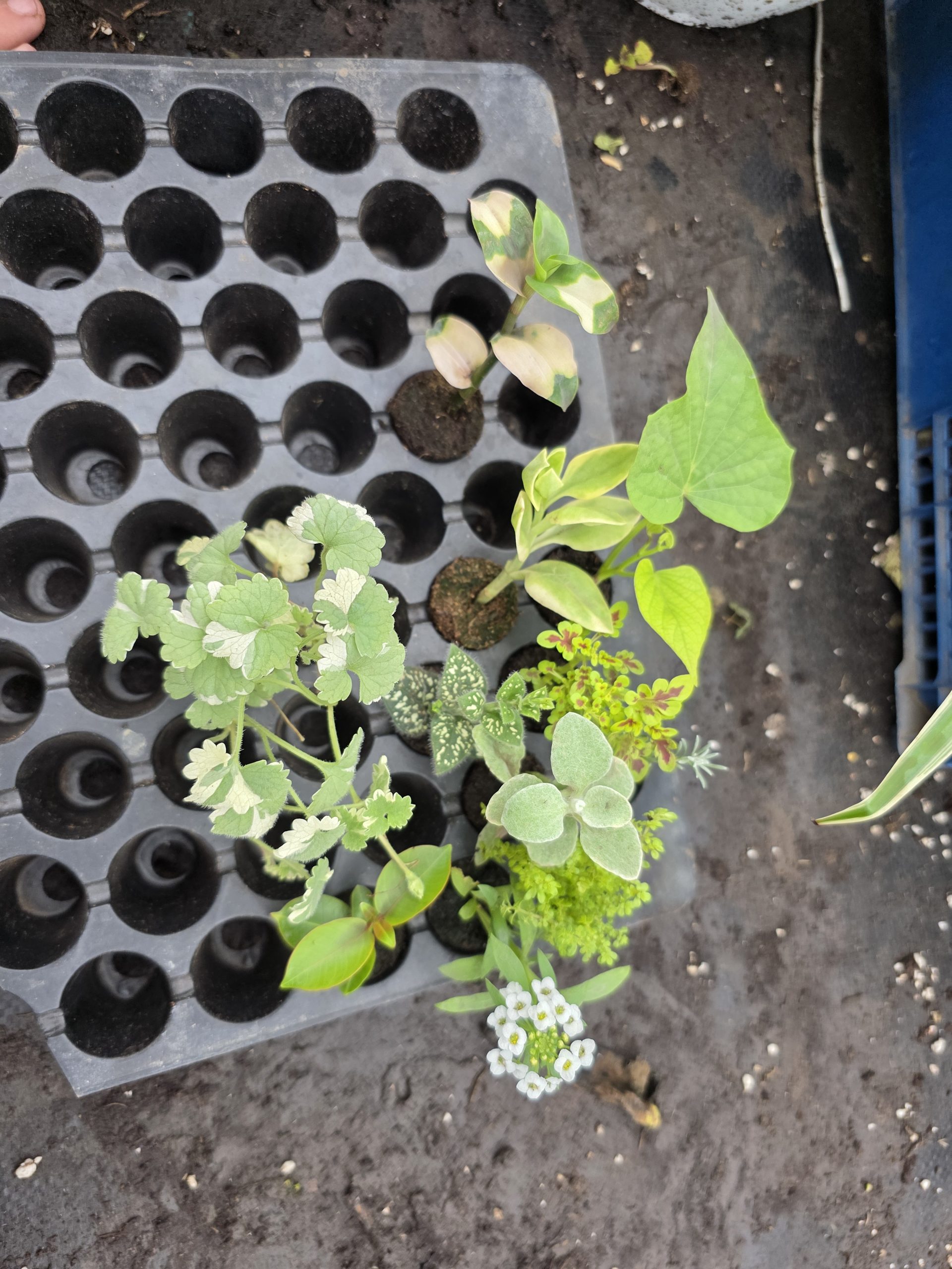 Дипладенія і не тільки. Набір з 11 вкорінених черенків