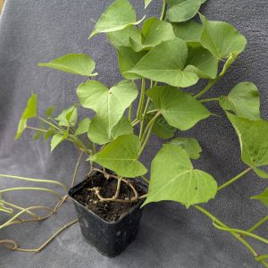 Іпомея батат "сорт №1" 0.5л