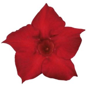 Дипладенія Sundaville Classic Red (вкорінений черенок)