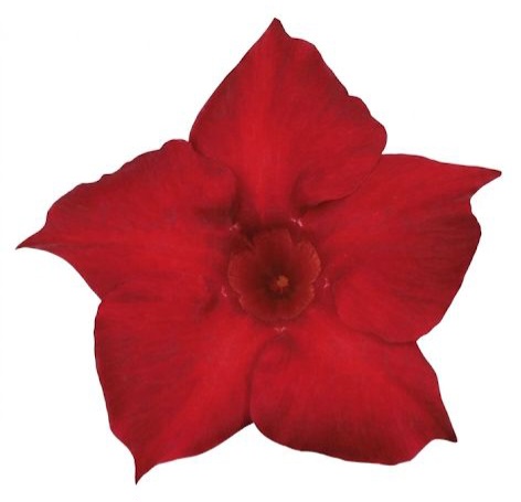 Дипладенія Sundaville Classic Red (вкорінений черенок)