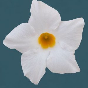 Дипладенія Sundaville Opal White (вкорінений черенок)