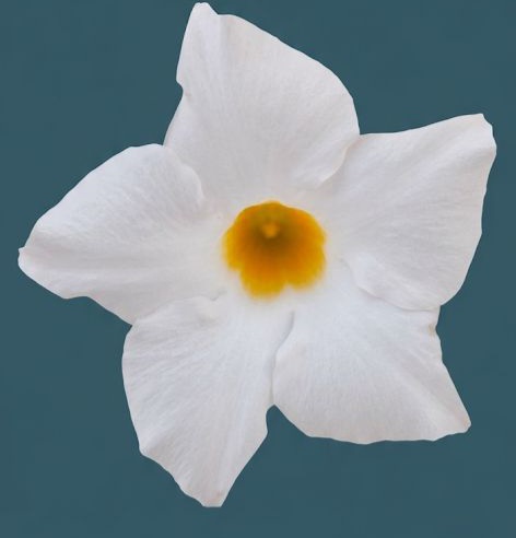 Дипладенія Sundaville Opal White (вкорінений черенок)