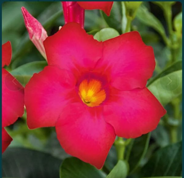Дипладенія Sundaville Bella Hot Pink (вкорінений черенок)